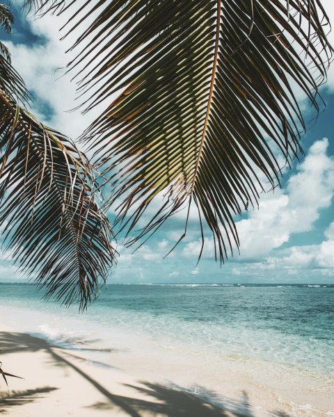 Природа цветы лето на айфон