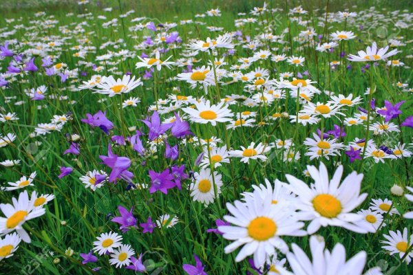 Поляна с цветами и бабочками