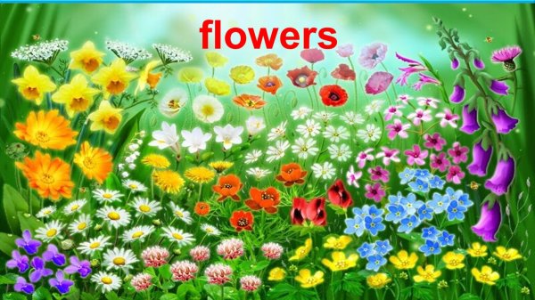 Green Meadow Цветущий мавританский газон