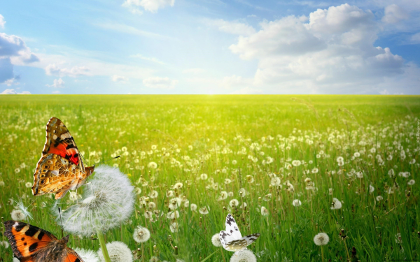 Рисование летнего Луга