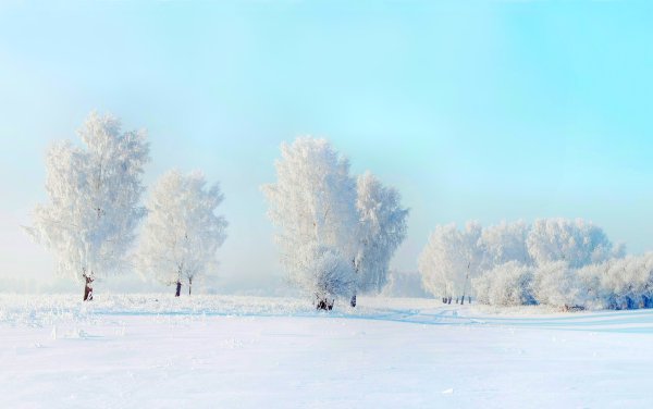 Деревья в снегу