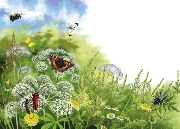 Одуванчиковое поле акварелью