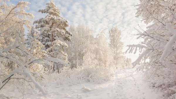 Зимний пейзаж с дорогой