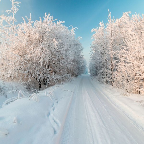 Береза в снегу