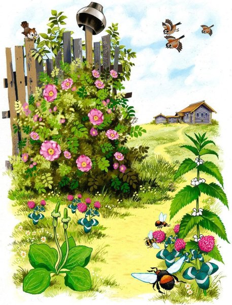 Поляна с радугой