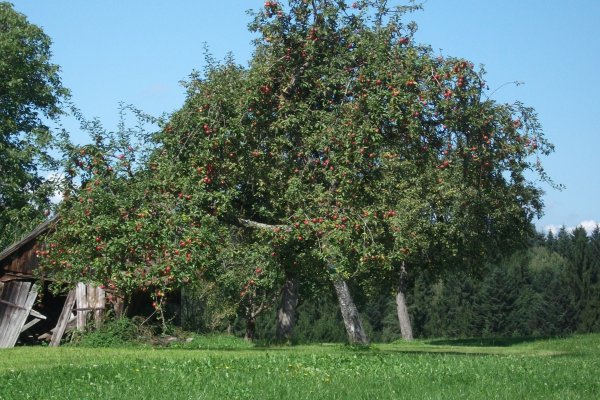Яблоня Заславское