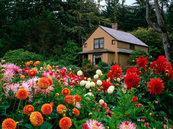 Георгина Дезлинг Сан