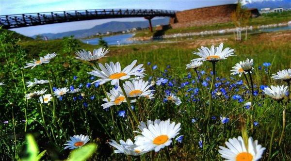 Пейзаж с ромашками