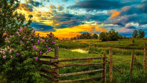 Летняя природа России