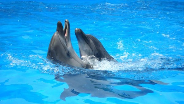 Лето море дельфины