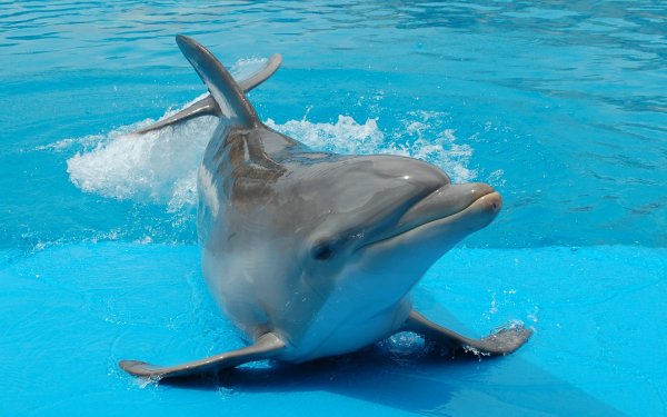 Цвета дельфинов