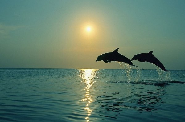 Дельфин и пальмы