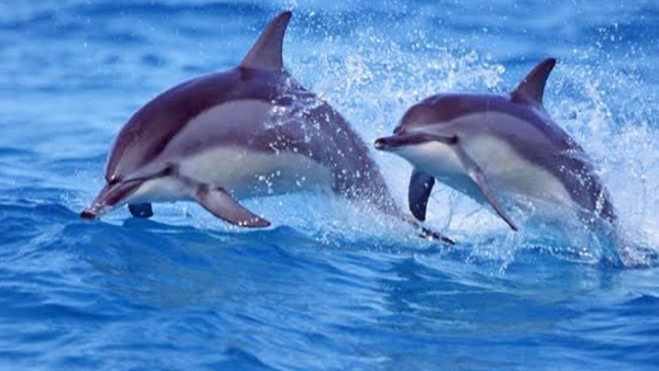 Дельфин Келли