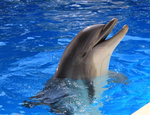 Красивая природа море дельфины