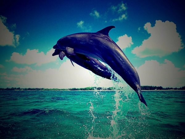 Дельфин млекопитающее