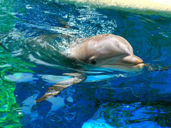 Дельфин пантропический