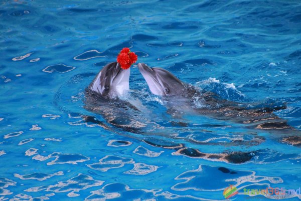 Дельфины обои