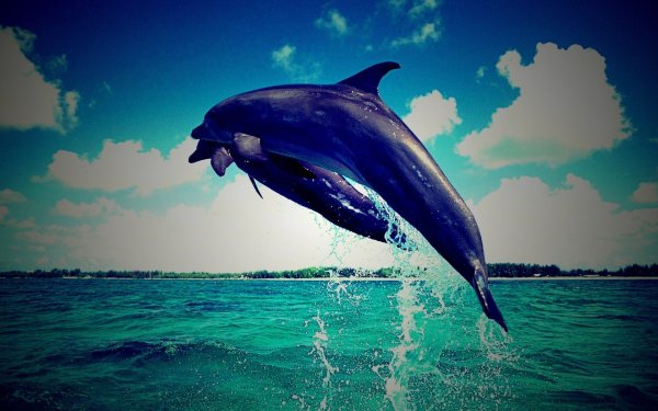 Живые дельфины