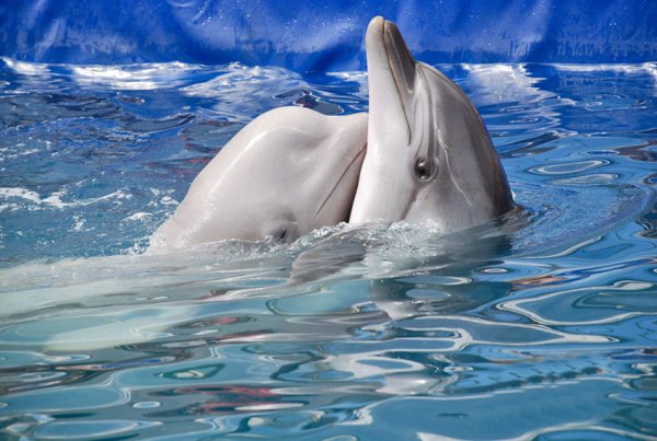 Дельфин с цветком