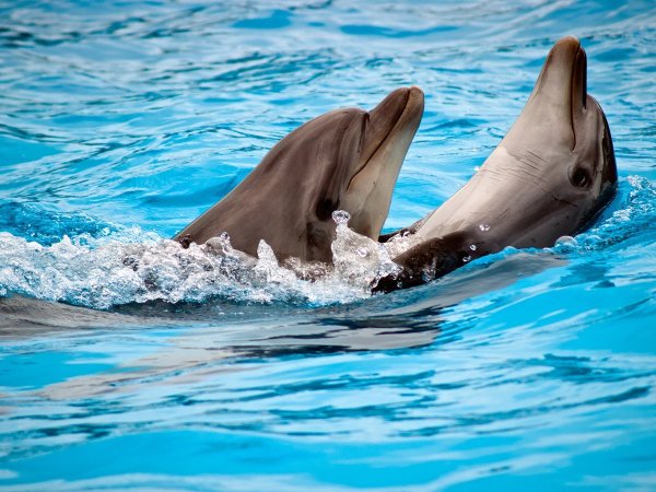 Байкальский Дельфин