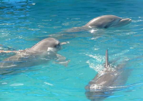 Удивленный Дельфин