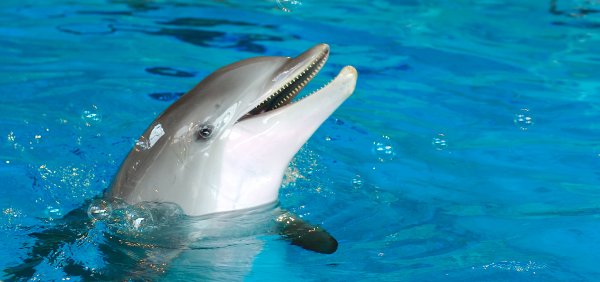 Афалина белобочка и Азовка