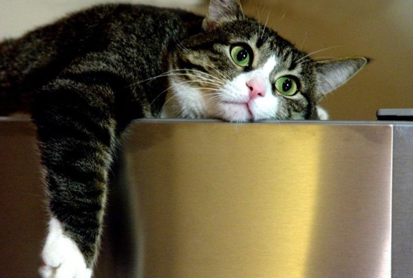 Спанч Боб рыдает