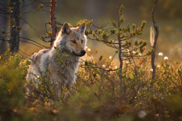 Волк в лесу