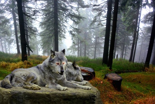 Волк в хвойном лесу