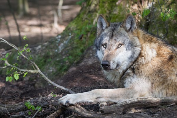 Среднесибирский волк