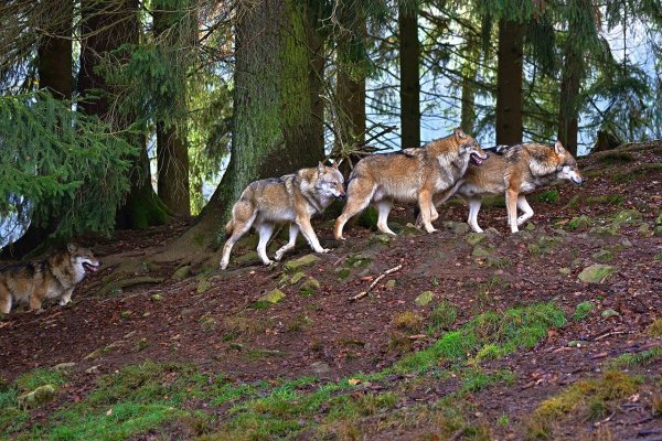 Дикие звери леса