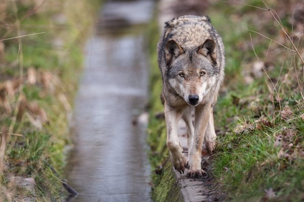 Логово волка и волк