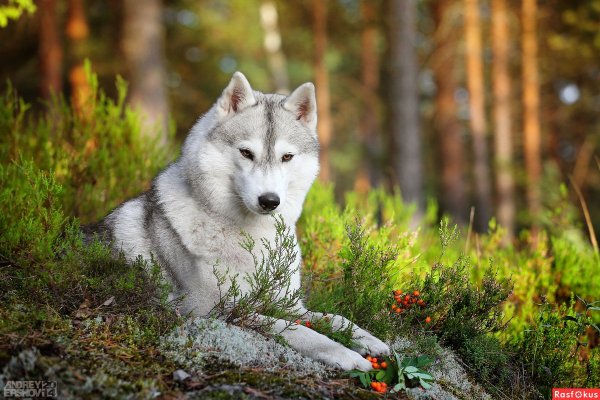 Одинокий волк