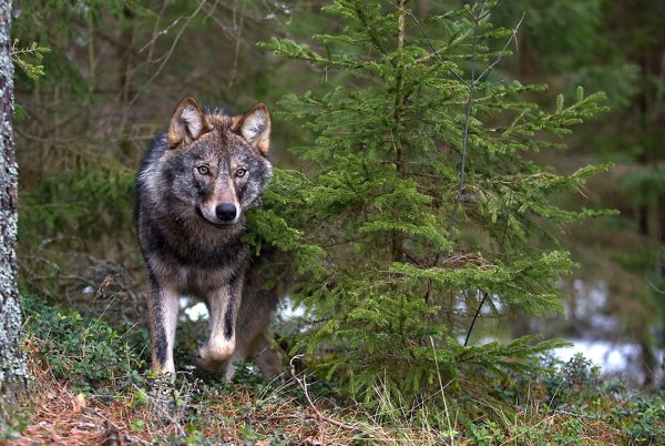 Волчья стая летом