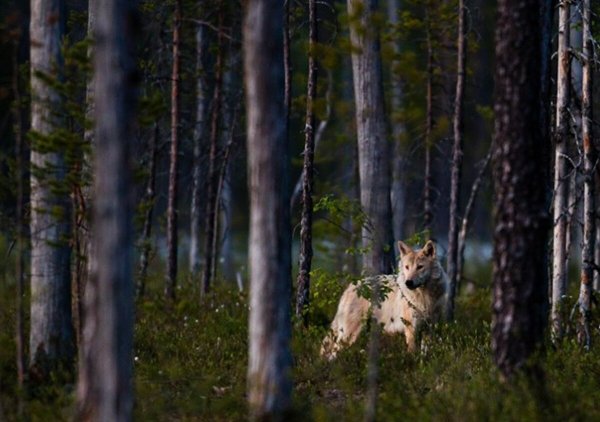 Волк в Сосновом лесу