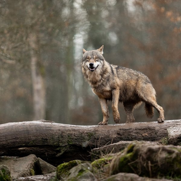 Дикие собаки в тайге