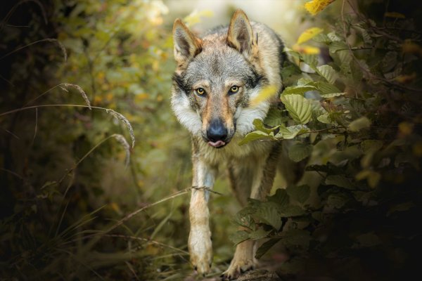 Волчья погоня