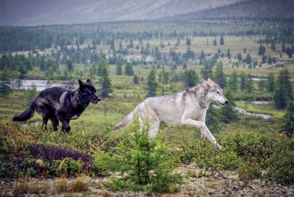 Среднерусский Лесной волк