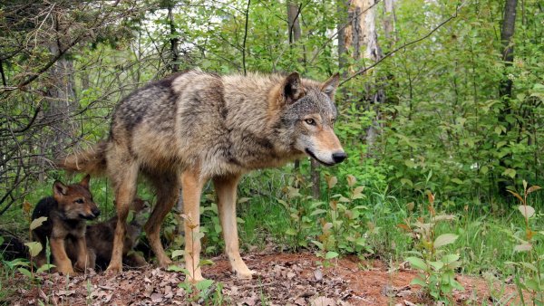 Животные на фоне леса