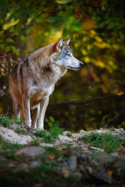 Волк и Дикая собака