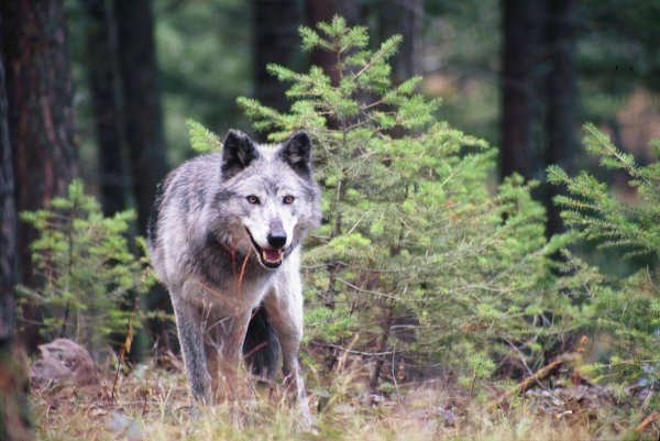 Весенний волк