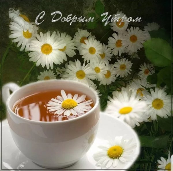 Летнее утро