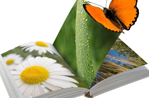 Книжное лето