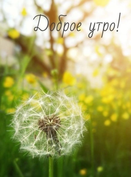 Доброе летнее утречко