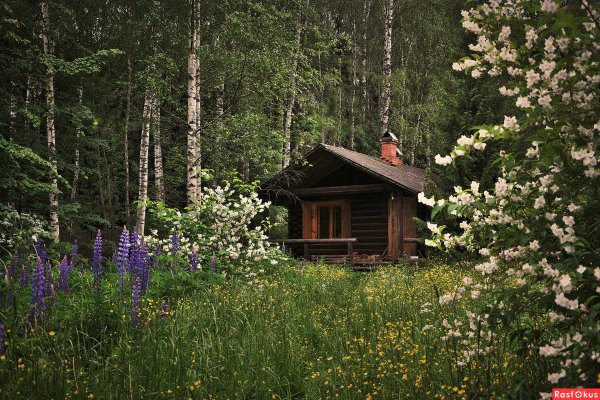 Домик в лесу летом