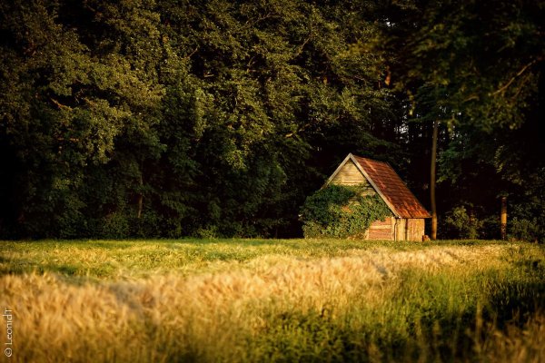 Домик на опушке леса