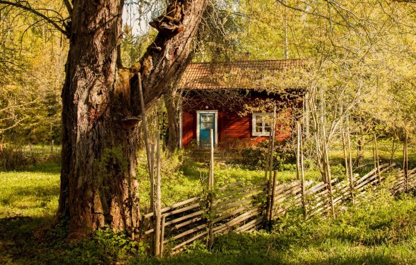 Деревянный дом в лесу летом