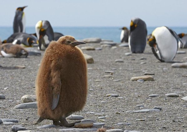Лапы пингвина