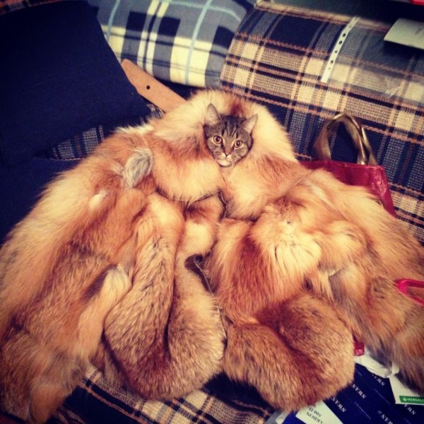 Про шубу прикольные