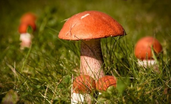 Полянка подосиновиков в лесу